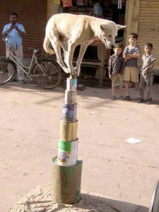 dog balancing on cans